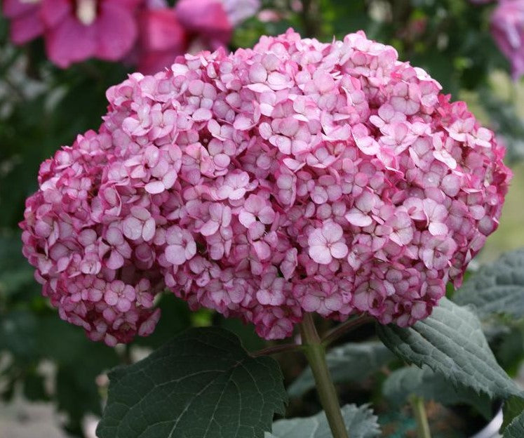 HYDRANGEA ARBORESCENS INVINCIBELLE MINI MAUVETTE® / INVINCIBELLE MINI MAUVETTE® HYDRANGEA