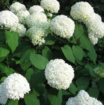 HYDRANGEA ARBORESCENS ANNABELLE / ANNABELLE HYDRANGEA