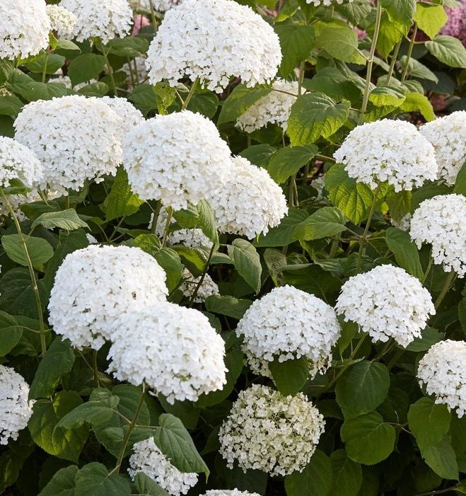 HYDRANGEA ARBORESCENS INCREDIBALL / INCREDIBALL® HYDRANGEA