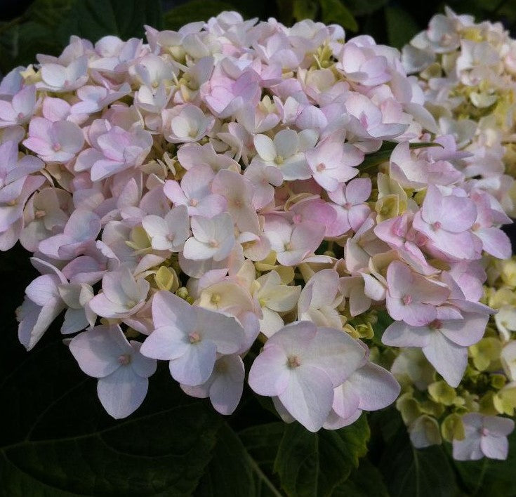 HYDRANGEA MACROPHYLLA BLUSHING BRIDE / BLUSHING BRIDE HYDRANGEA