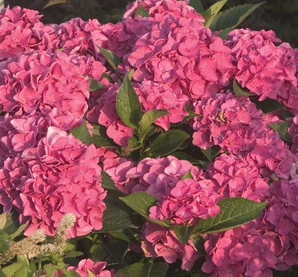 HYDRANGEA MACROPHYLLA CITYLINE® VENICE / CITYLINE® VENICE HYDRANGEA