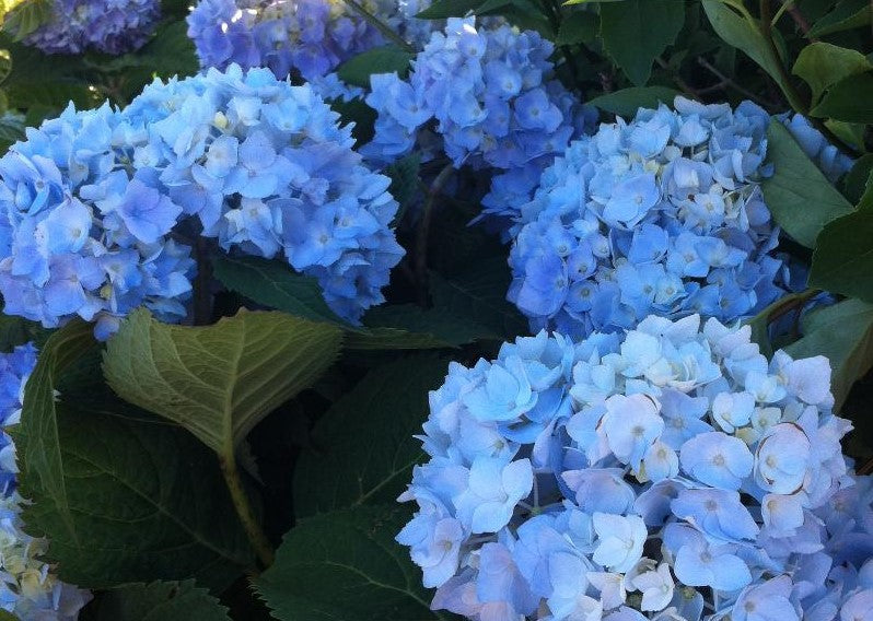 HYDRANGEA MACROPHYLLA ENDLESS SUMMER® / ENDLESS SUMMER® HYDRANGEA