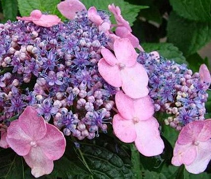 HYDRANGEA MACROPHYLLA ENDLESS SUMMER® TWIST & SHOUT® / TWIST & SHOUT® HYDRANGEA