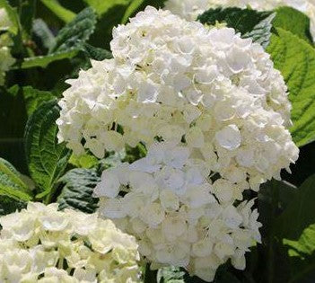 HYDRANGEA MACROPHYLLA EVERLASTING® BRIDE / EVERLASTING® BRIDE HYDRANGEA