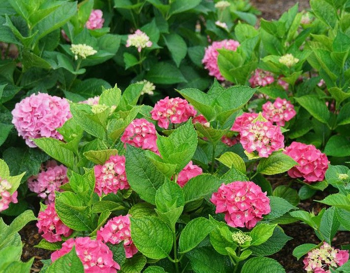 HYDRANGEA MACROPHYLLA LET&