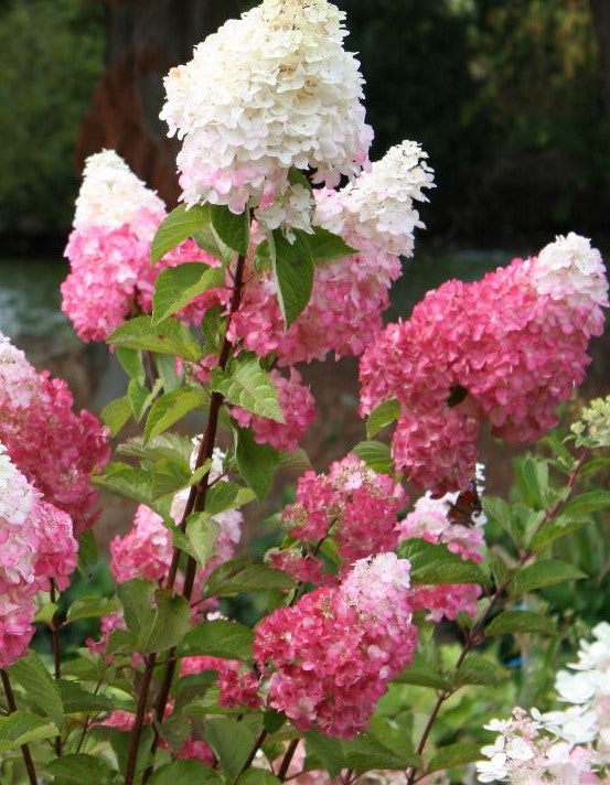 HYDRANGEA PANICULATA VANILLA STRAWBERRY™ / VANILLA STRAWBERRY™ HYDRANGEA