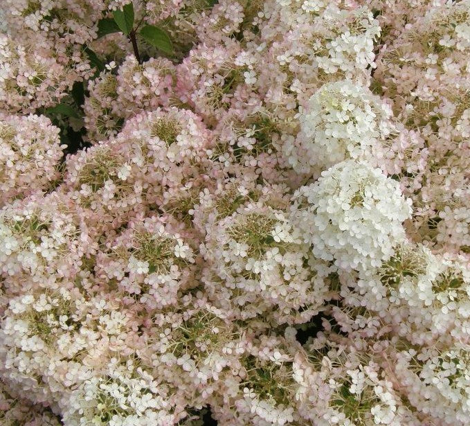 HYDRANGEA PANICULATA BOBO® / BOBO® HYDRANGEA
