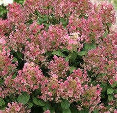 HYDRANGEA PANICULATA LITTLE QUICK FIRE / LITTLE QUICK FIRE® HYDRANGEA