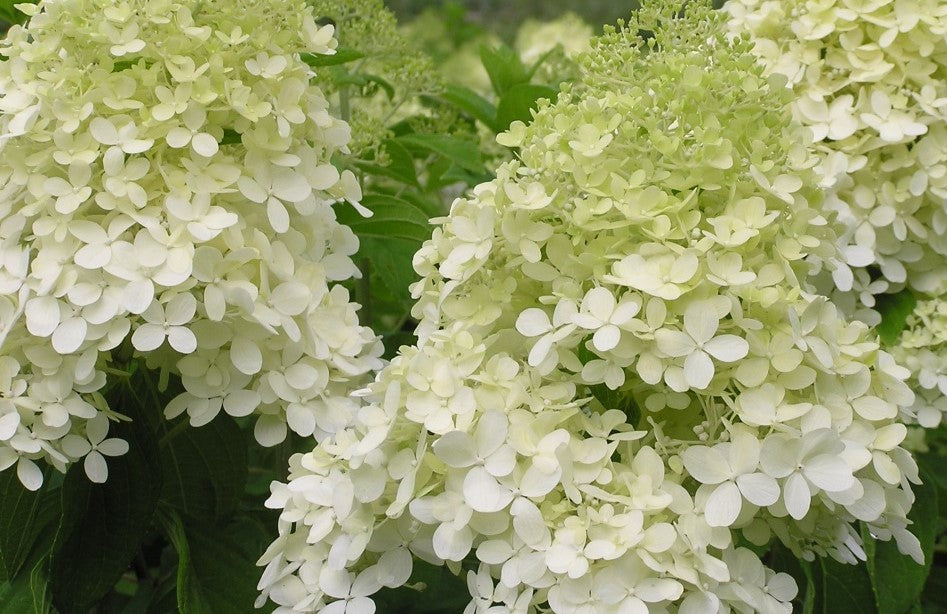 HYDRANGEA PANICULATA PHANTOM / PHANTOM HYDRANGEA