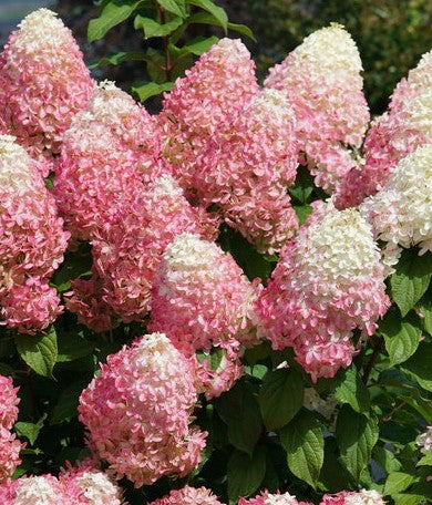 HYDRANGEA PANICULATA QUICK FIRE FAB / QUICK FIRE FAB® HYDRANGEA
