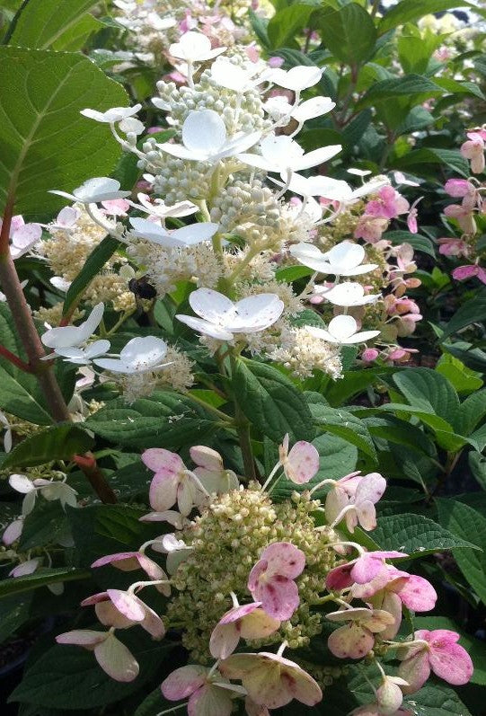 HYDRANGEA PANICULATA QUICK FIRE® / QUICK FIRE® HYDRANGEA