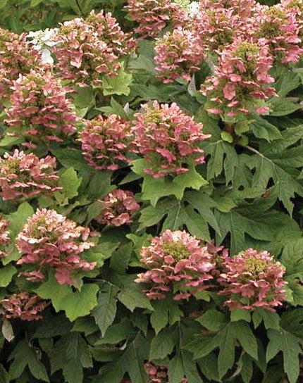 HYDRANGEA QUERCIFOLIA QUEEN OF HEARTS / OAKLEAF HYDRANGEA