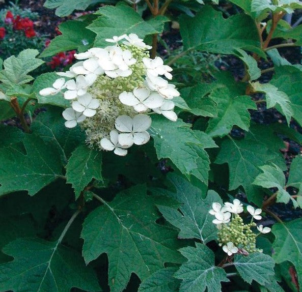 HYDRANGEA QUERCIFOLIA SIKE&