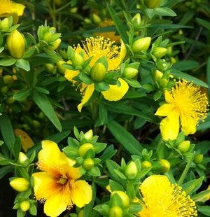 HYPERICUM KALMIANUM / KALM&