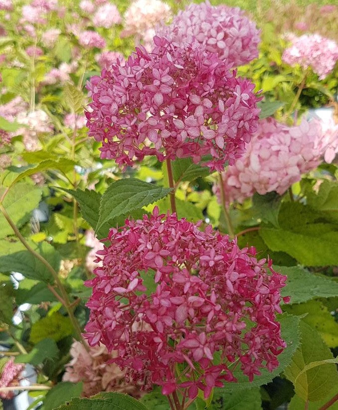 HYDRANGEA ARBORESCENS INVINCIBELLE® SPIRIT II / INVINCIBELLE® SPIRIT II HYDRANGEA