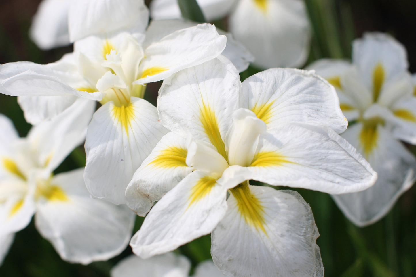 IRIS ENSATA GOLD BOUND / JAPANESE WATER IRIS