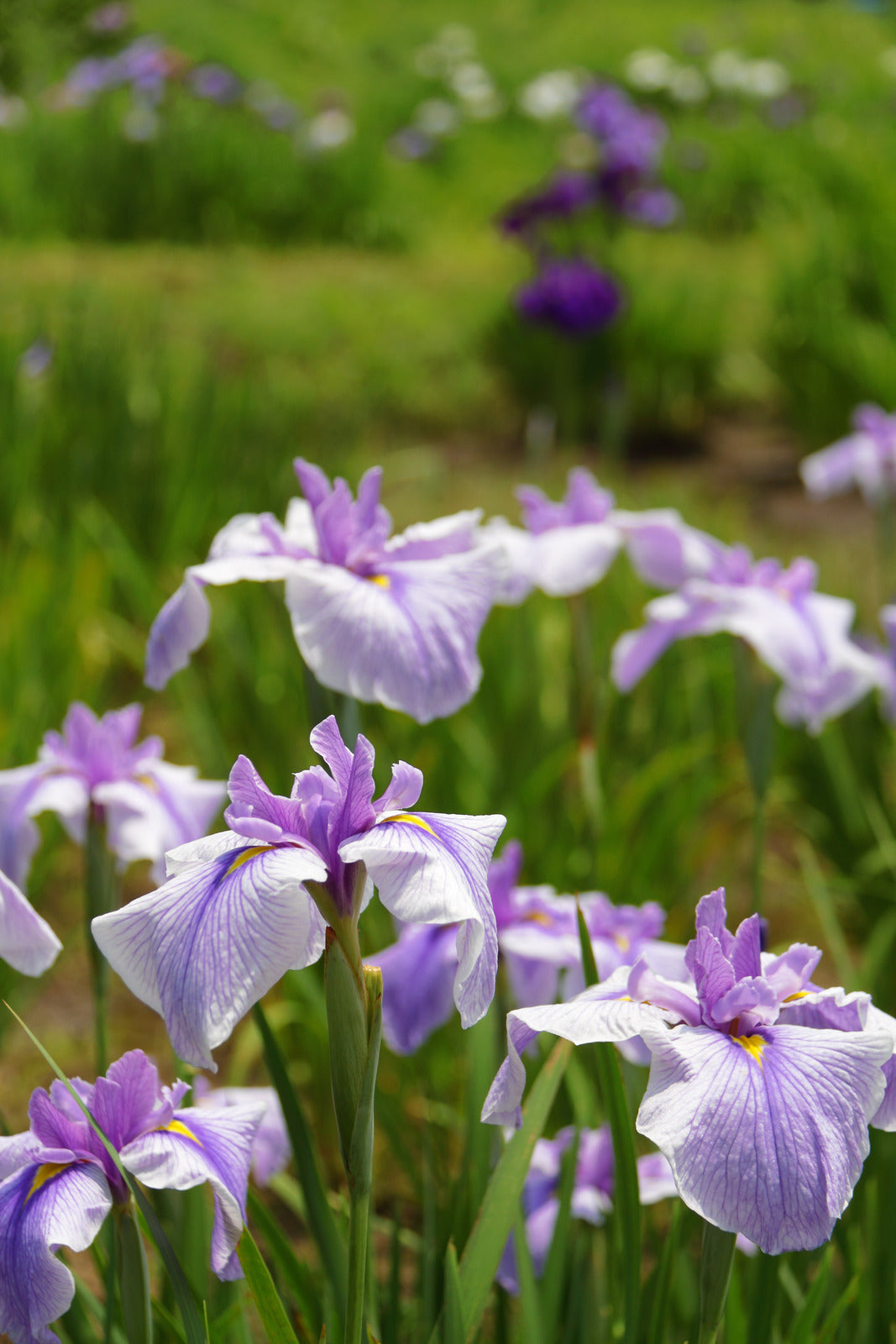 IRIS ENSATA DARLING / JAPANESE WATER IRIS