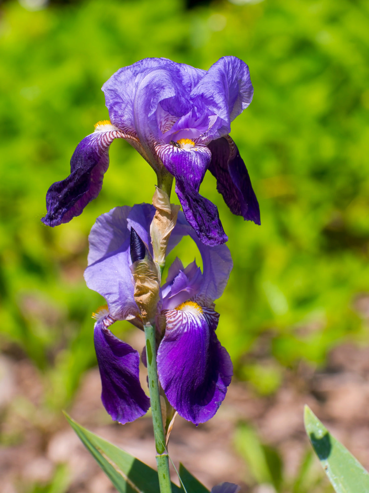 IRIS GERMANICA FEED BACK / TALL BEARDED IRIS