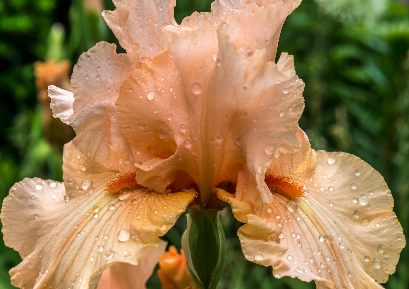 IRIS GERMANICA HARVEST OF MEMORIES / TALL BEARDED IRIS