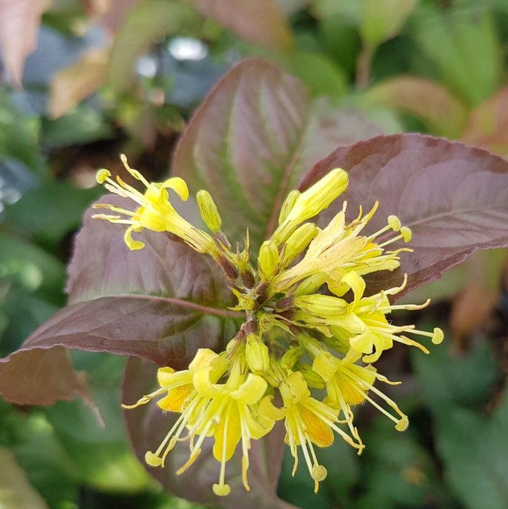 DIERVILLA X KODIAK® BLACK / KODIAK® BLACK BUSH HONEYSUCKLE