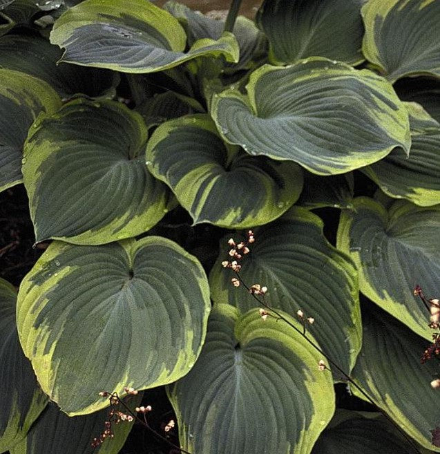 HOSTA EARTH ANGEL / PLANTAIN LILY