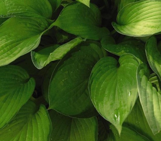 HOSTA PAUL&