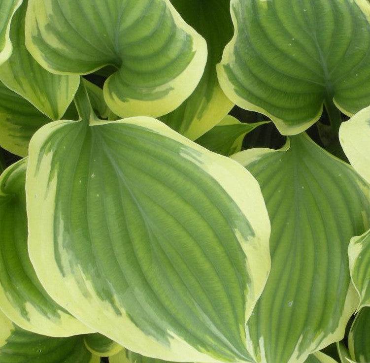 HOSTA LIBERTY / PLANTAIN LILY