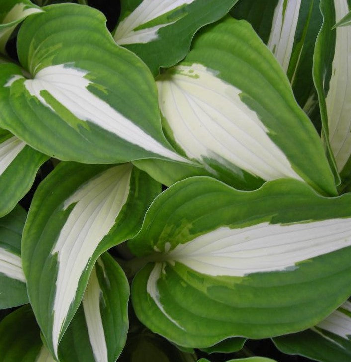 HOSTA NIGHT BEFORE CHRISTMAS / PLANTAIN LILY