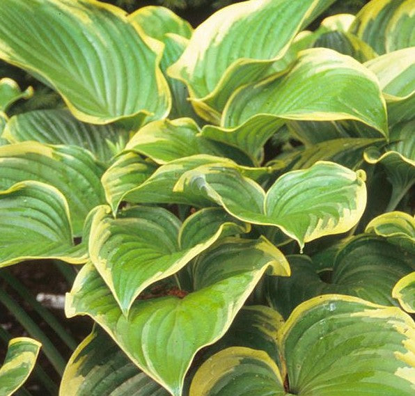 HOSTA VICTORY / PLANTAIN LILY