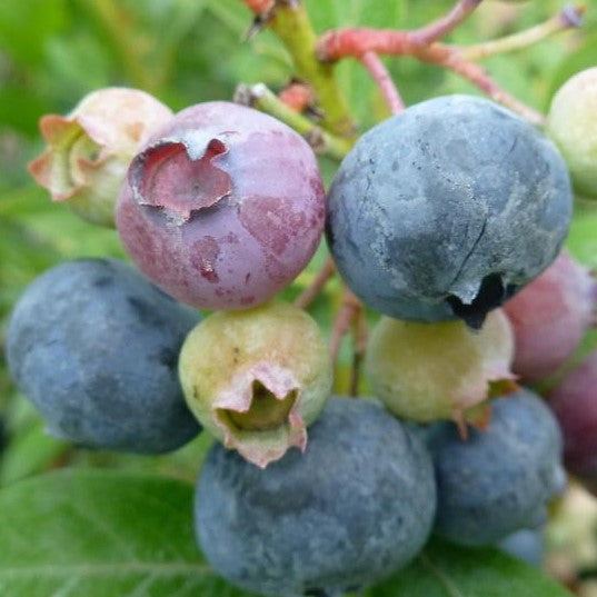 BLUEBERRY LEGACY/ LEGACY BLUEBERRY