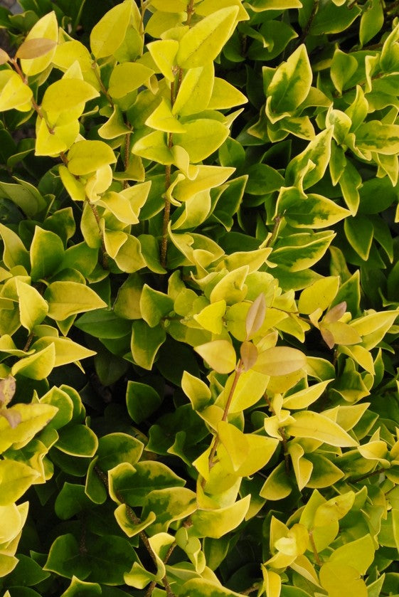 LIGUSTRUM X VICARYI / GOLDEN PRIVET