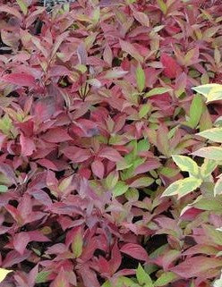 CORNUS ALBA LITTLE REBEL® / LITTLE REBEL® DOGWOOD