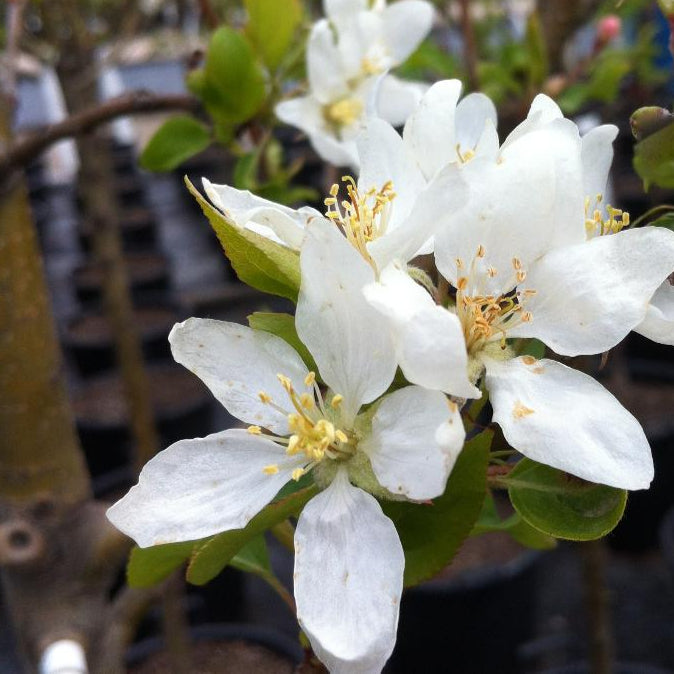 MALUS DOLGO / DOLGO CRABAPPLE