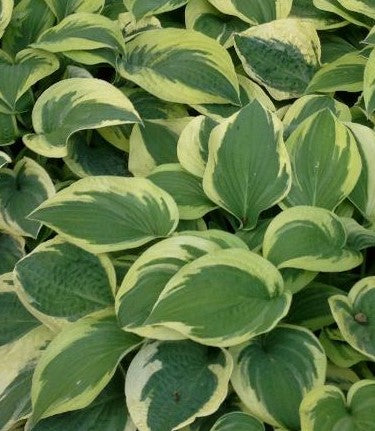 HOSTA WIDE BRIM / PLANTAIN LILY