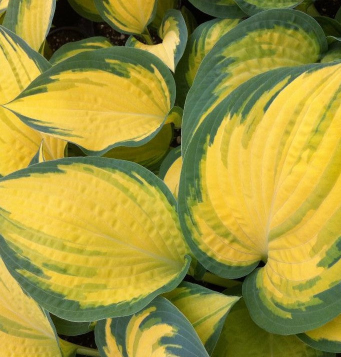 HOSTA ORANGE MARMALADE / PLANTAIN LILY