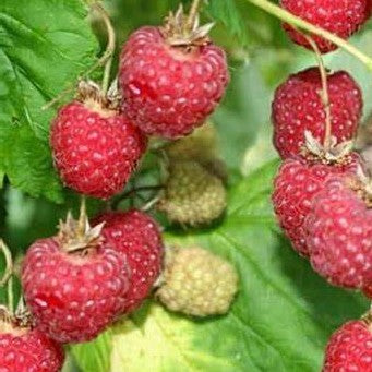 RASPBERRY MEEKER / MEEKER RASPBERRY