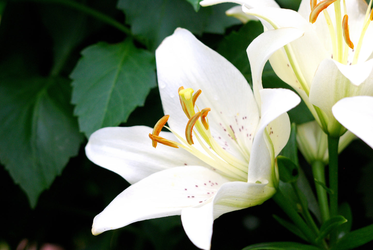 LILIUM X TINY NANNY / ASIATIC LILY