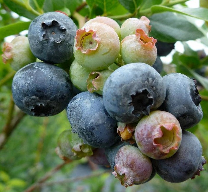 NORTHLAND BLUEBERRY