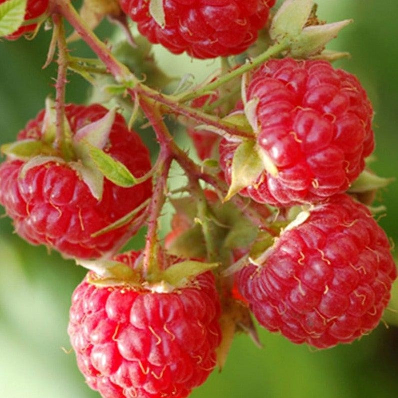 NOVA RASPBERRY
