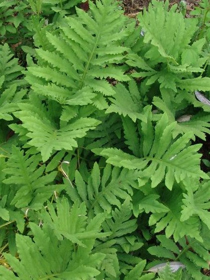 ONOCLEA SENSIBILIS / SENSITIVE FERN