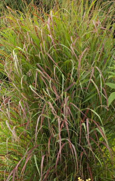 PANICUM VIRGATUM PRAIRIE FIRE / PRAIRIE FIRE SWITCH GRASS
