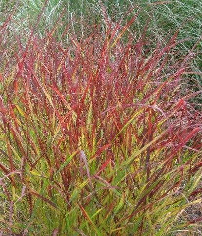 PANICUM VIRGATUM BLOOD BROTHERS / SWITCH GRASS