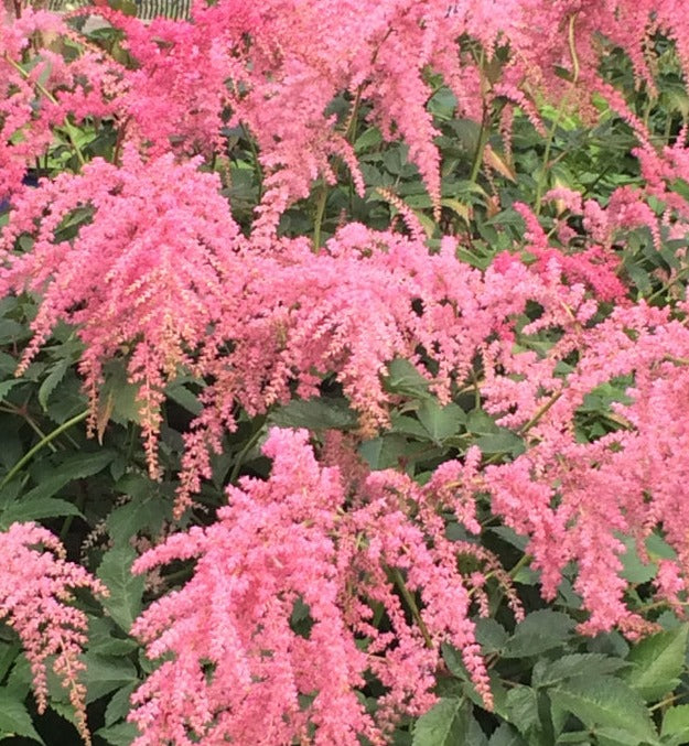 ASTILBE THUNBERGII OSTRICH PLUME / OSTRICH PLUME FALSE SPIREA
