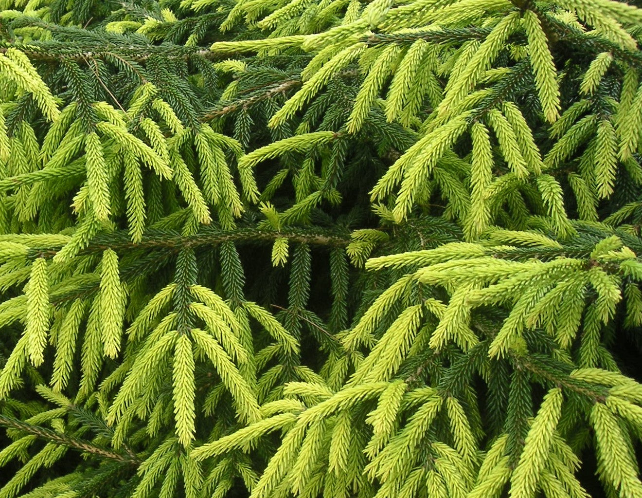 PICEA ORIENTALIS EARLY GOLD / EARLY GOLD CAUCASIAN SPRUCE