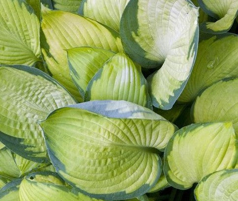 HOSTA GOLD STANDARD / PLANTAIN LILY