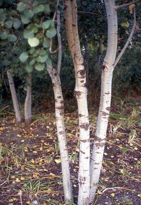 POPULUS TREMULOIDES / TREMBLING ASPEN