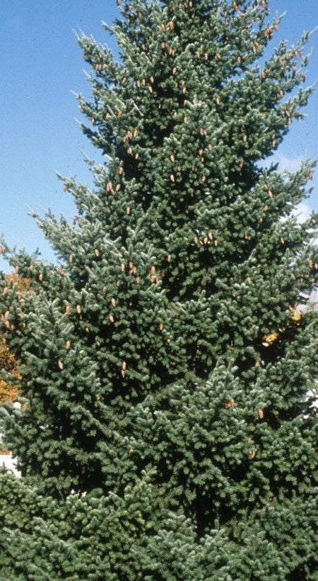 PSEUDOTSUGA MENZIESII VAR. GLAUCA / ROCKY MOUNTAIN DOUGLAS-FIR