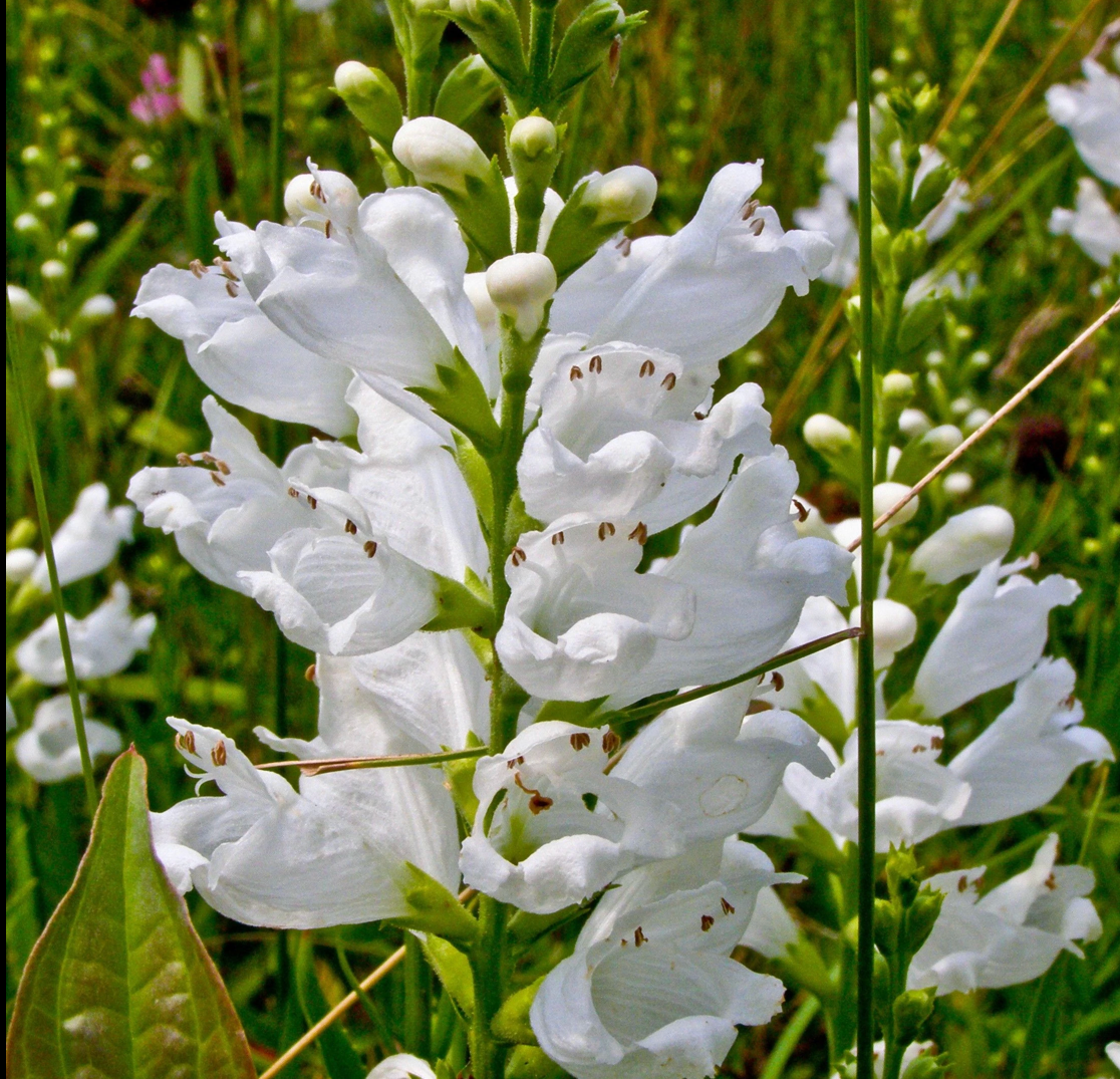 PHYSOSTEGIA VIRGINIANA CROWN WHITE / FALSE DRAGONHEAD