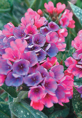 PULMONARIA X RASPBERRY SPLASH / LUNGWORT