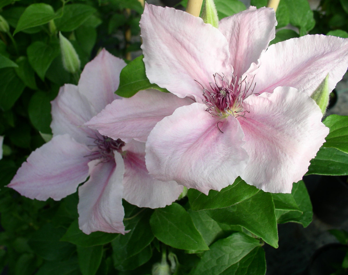 CLEMATIS PINK FANTASY / CLEMATIS